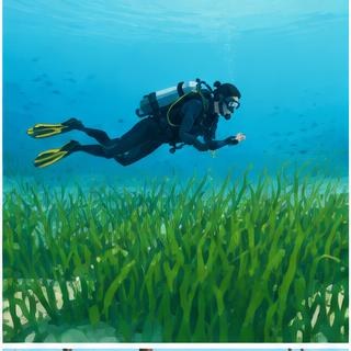 Diving above a seagrass meadow